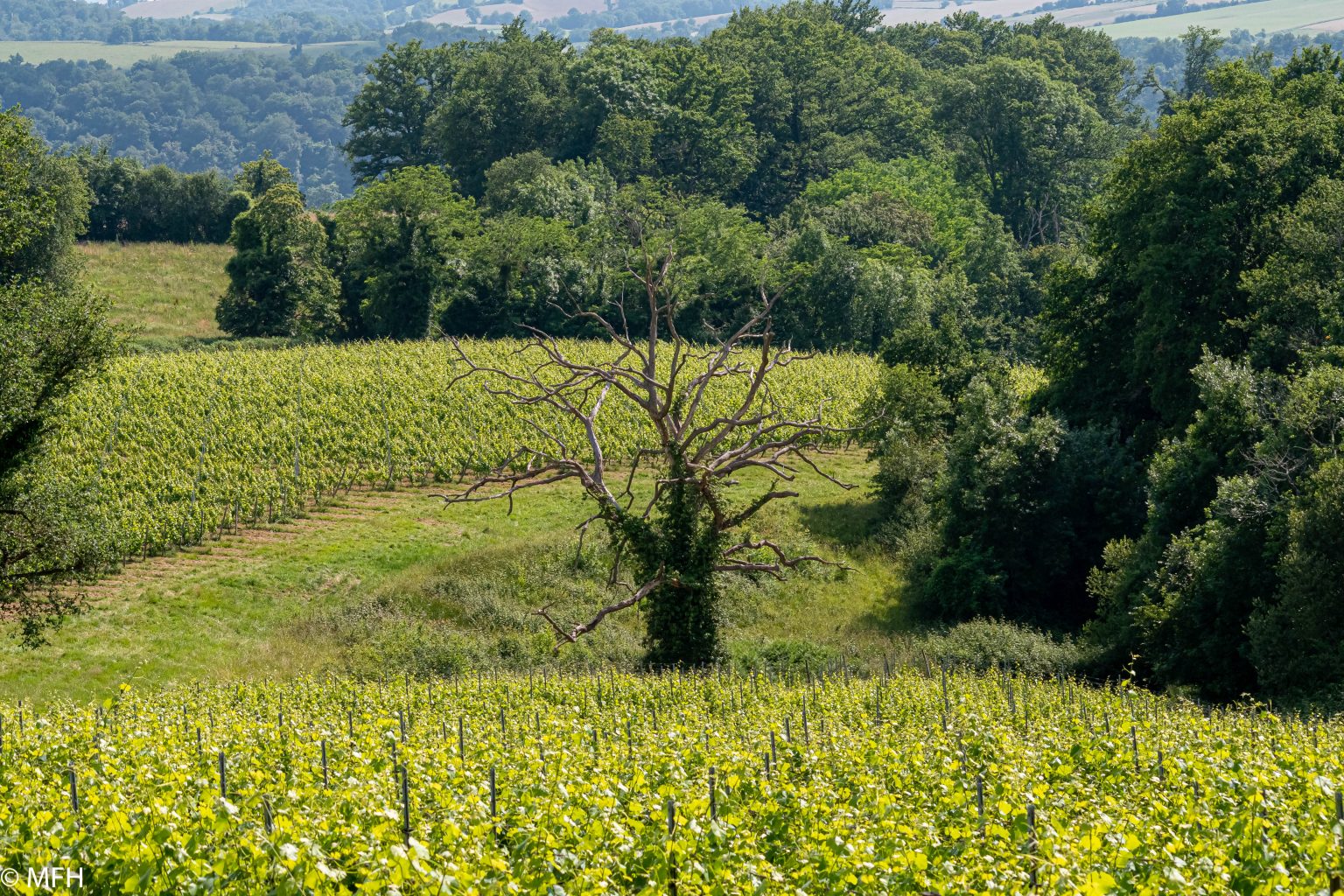 Un dimanche à la campagne